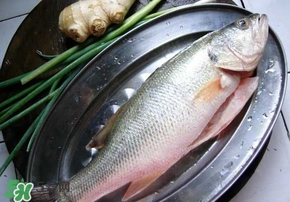 鱸魚是海鮮嗎？鱸魚是不是海鮮？