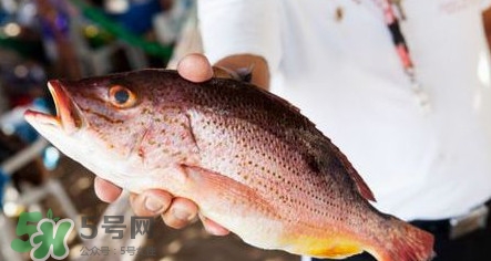 鱸魚(yú)刺多嗎？鱸魚(yú)適合做給寶寶吃嗎？