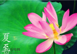 夏至是入伏嗎？夏至后多久入伏？