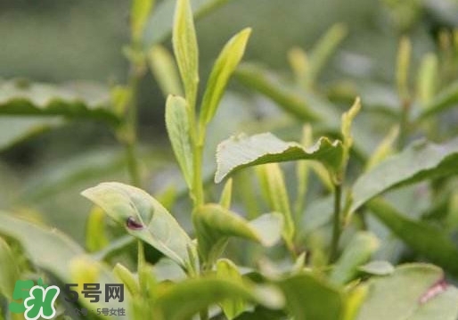 喝信陽(yáng)毛尖有什么好處？信陽(yáng)毛尖是紅茶還是綠茶？