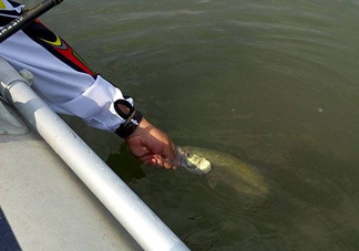 釣海鱸魚什么時(shí)候最好？釣海鱸魚用什么樣的魚餌？