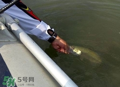 釣海鱸魚什么時候最好？釣海鱸魚用什么樣的魚餌？