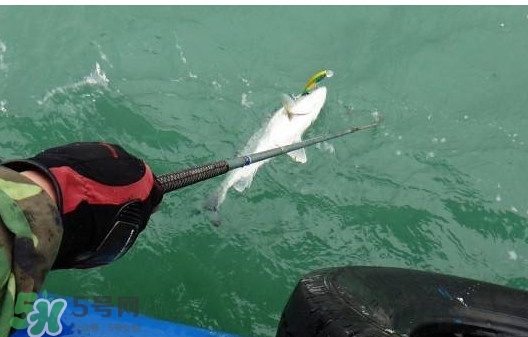 釣海鱸魚什么時候最好？釣海鱸魚用什么樣的魚餌？