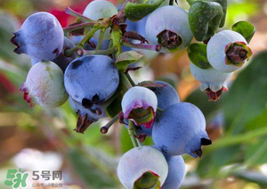 蘋果和藍莓能一起吃嗎？蘋果和藍莓干能一起吃嗎？
