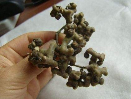 拐棗什么時(shí)候成熟？拐棗是什么樣的呀
