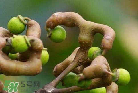 萬(wàn)壽果多少錢一斤2017？萬(wàn)壽果什么時(shí)候成熟