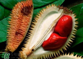 紅肉榴蓮是什么品種？紅色的榴蓮是什么品種？