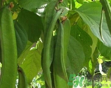 刀豆是蔬菜嗎？刀豆是蔬菜還是糧食？
