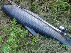 釣青魚怎么調(diào)漂圖解？釣青魚最佳調(diào)漂是幾目