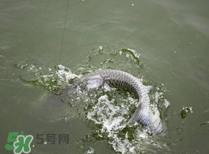 釣青魚怎么調(diào)漂圖解？釣青魚最佳調(diào)漂是幾目
