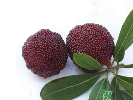 楊梅和櫻桃能一起吃嗎？楊梅可以和櫻桃一起吃嗎？