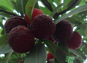 楊梅和芒果能一起吃嗎？吃完楊梅可以吃芒果嗎？