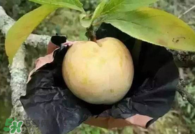奈李什么時(shí)候成熟？奈李孕婦能吃嗎？