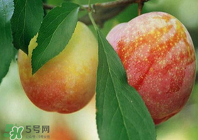 奈李什么時(shí)候成熟？奈李孕婦能吃嗎？