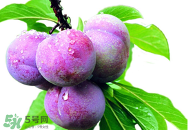 脆紅李什么時(shí)候成熟？脆紅李幾月成熟？