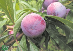 脆紅李什么時(shí)候成熟？脆紅李幾月成熟？
