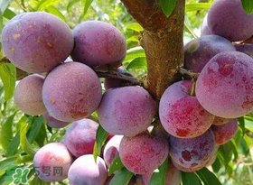 脆紅李什么時(shí)候成熟？脆紅李幾月成熟？