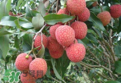 白糖罌荔枝怎樣保果的？白糖罌荔枝和白蠟的區(qū)別