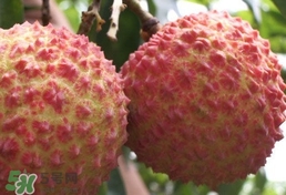 荔枝什么品種最好吃？什么品種的荔枝最貴