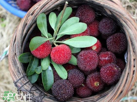楊梅籽可以種嗎？楊梅籽怎么種小盆栽?？