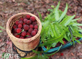 楊梅籽可以種嗎？楊梅籽怎么種小盆栽?？