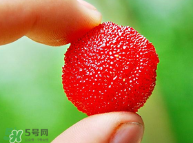 楊梅一天最多吃多少？楊梅一次能吃多少？