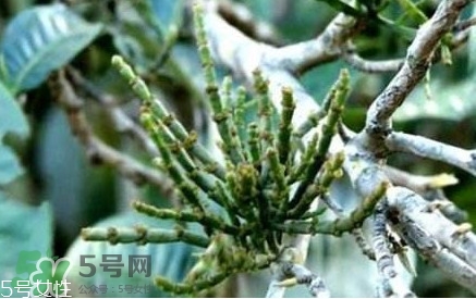 什么是螃蟹腳茶？螃蟹腳茶的功效禁忌