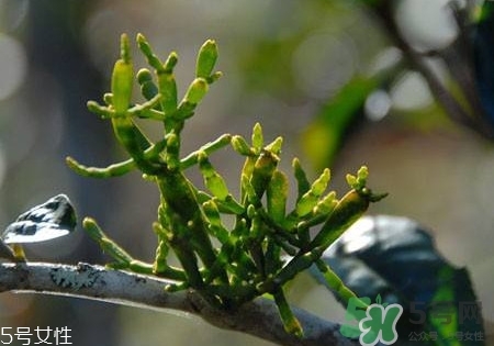 螃蟹腳茶多少錢(qián)一斤2017？螃蟹腳茶的價(jià)格