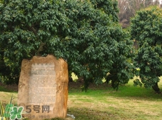 掛綠為什么只有一株？掛綠荔枝為什么不多種？