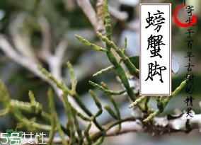 螃蟹腳茶哪些人不能喝？螃蟹腳茶哪些人能喝