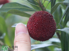 楊梅放冰箱能放幾天？楊梅可以放冰箱嗎？