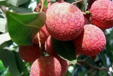 黑葉荔枝好吃嗎？黑葉荔枝多少錢一斤2017？