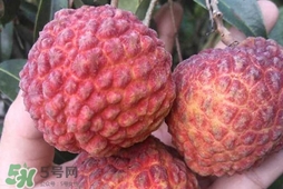 荔枝王是什么品種？荔枝王多少錢一斤2017？