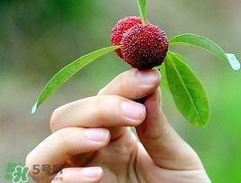 楊梅和花生能一起吃嗎？吃了楊梅還能吃生花生嗎？