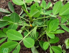 六月份還可以種花生嗎？六月份種花生可以嗎？