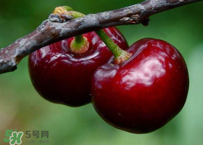 六月份還有櫻桃嗎？6月還有櫻桃嗎？