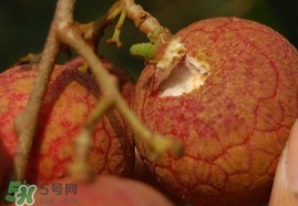 荔枝王的產(chǎn)地是哪里？荔枝王產(chǎn)地在哪兒