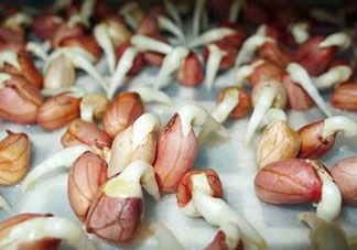 六月份還可以種花生嗎？六月份種花生可以嗎？