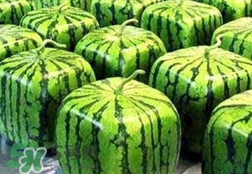 方形西瓜多少錢一斤2017？ 方形西瓜模具一個(gè)多少錢