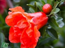 石榴花花語代表什么意思？石榴花花語是什么意思
