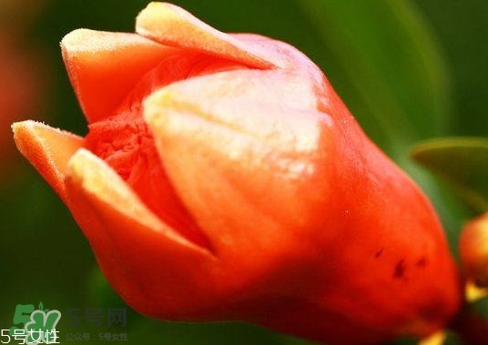 石榴花有毒嗎？石榴花能吃嗎？