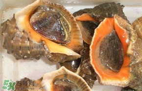 海螺是發(fā)物嗎？海螺是不是發(fā)物