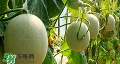 甜瓜怎么挑？甜瓜挑選方法