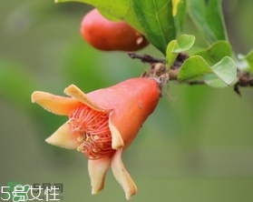 石榴花有毒嗎？石榴花能吃嗎？