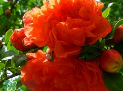 石榴花花語代表什么意思？石榴花花語是什么意思