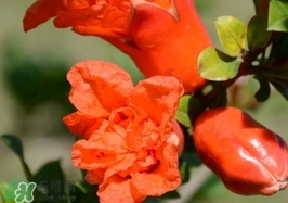 石榴花花語代表什么意思？石榴花花語是什么意思