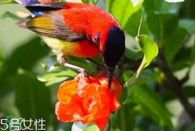石榴花有毒嗎？石榴花能吃嗎？