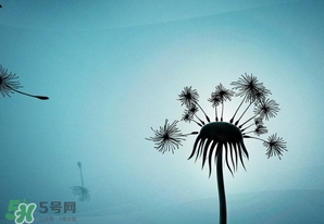 蒲公英開花了還能吃嗎？蒲公英開花的好還是不開花的好？