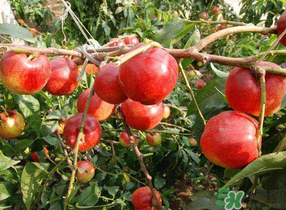 油桃和西紅柿能一起吃嗎？毛桃和西紅柿能一起吃嗎？