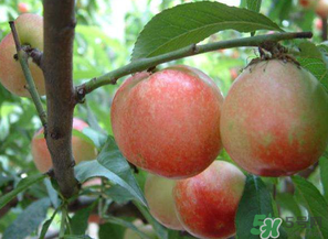 油桃和西紅柿能一起吃嗎？毛桃和西紅柿能一起吃嗎？